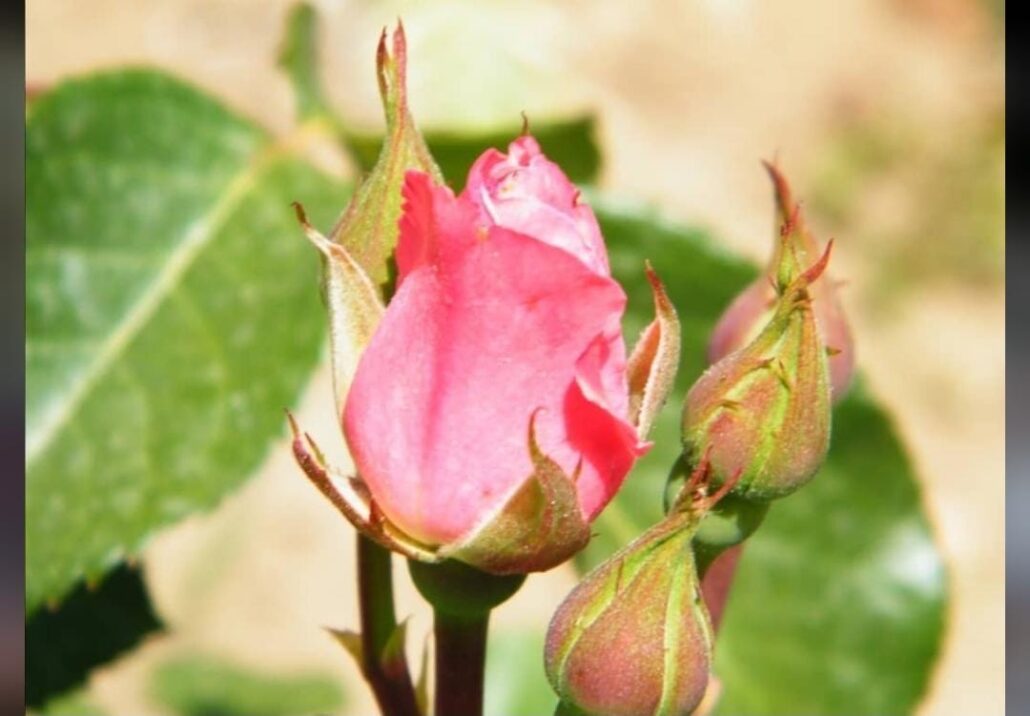 rosa flora e fauna