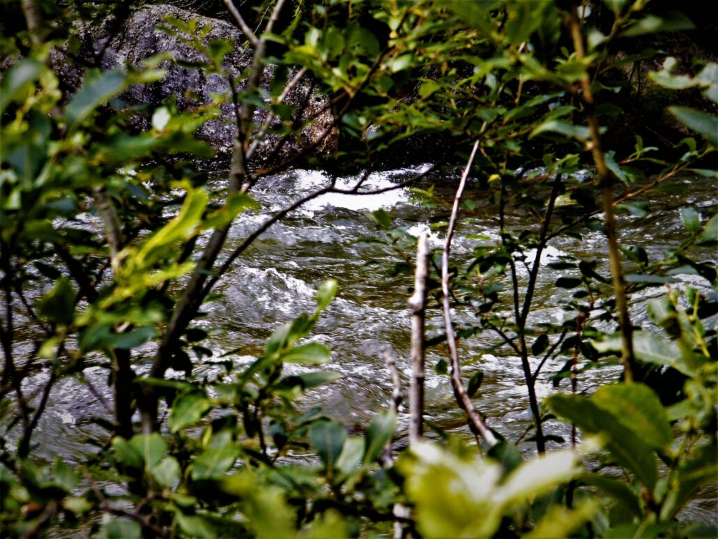 fiume natura