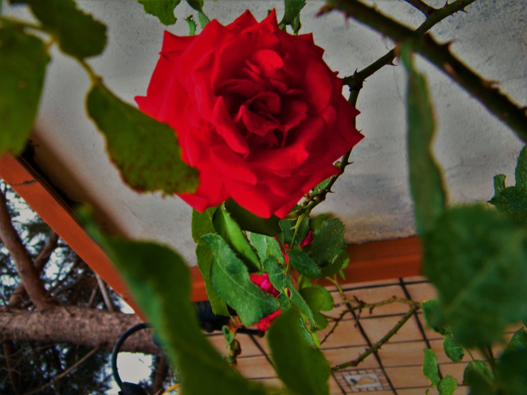 foto rosa flora e fauna