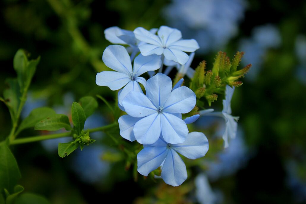 flora e fauna