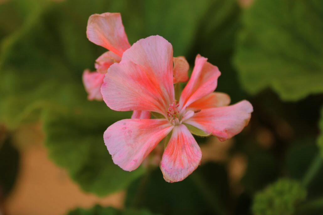 flora e fauna